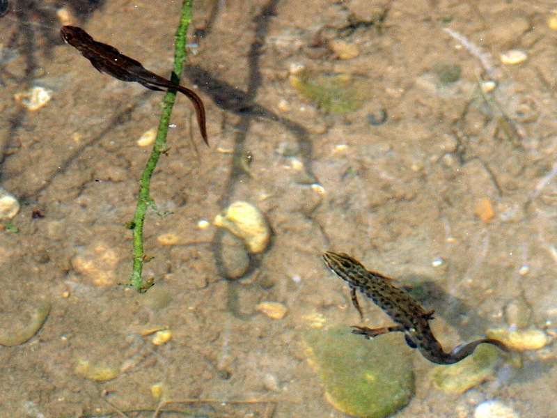 tritoni - Lissotriton vulgaris meridionalis